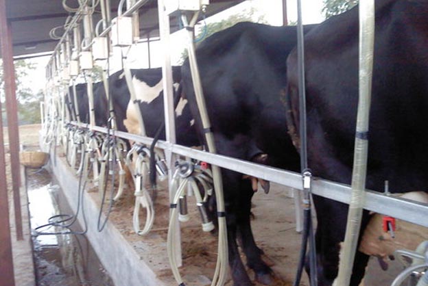 Automated Milking Process